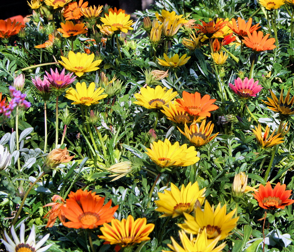 Gazania Rigens